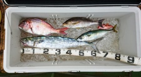 火遠理丸(ほおりまる) 釣果