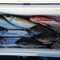 火遠理丸(ほおりまる) 釣果