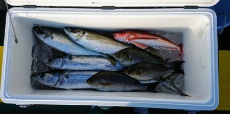 火遠理丸(ほおりまる) 釣果