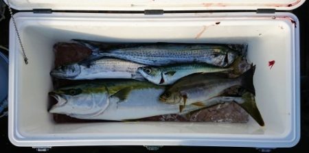 火遠理丸(ほおりまる) 釣果