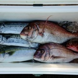 火遠理丸(ほおりまる) 釣果