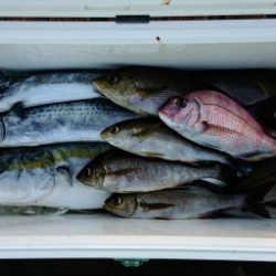 火遠理丸(ほおりまる) 釣果