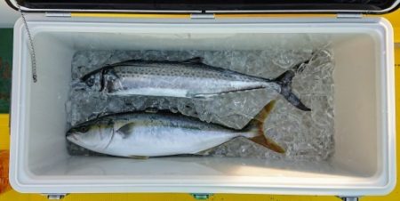 火遠理丸(ほおりまる) 釣果