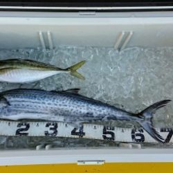 火遠理丸(ほおりまる) 釣果