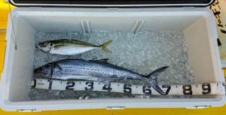 火遠理丸(ほおりまる) 釣果