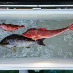 火遠理丸(ほおりまる) 釣果