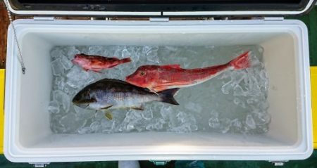 火遠理丸(ほおりまる) 釣果