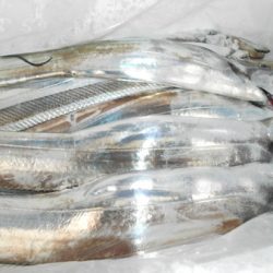 こうゆう丸 釣果