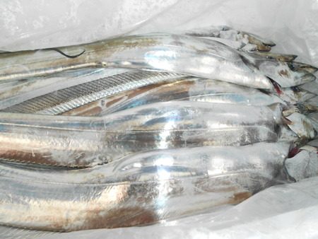 こうゆう丸 釣果