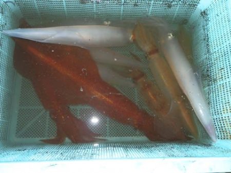 第二むつ漁丸 釣果