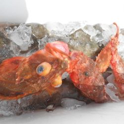 こうゆう丸 釣果