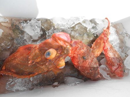 こうゆう丸 釣果