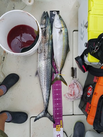 遊漁船 ニライカナイ 釣果