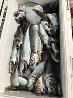 久里浜黒川本家 釣果