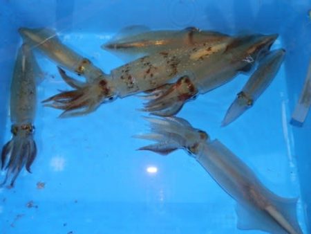 第二むつ漁丸 釣果