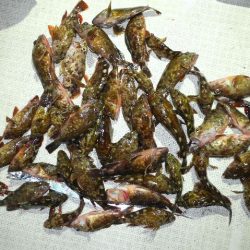 TOPGUN名古屋 釣果