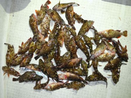 TOPGUN名古屋 釣果