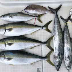 剣 釣果