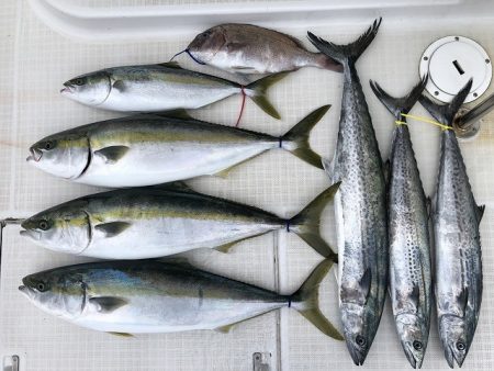 剣 釣果