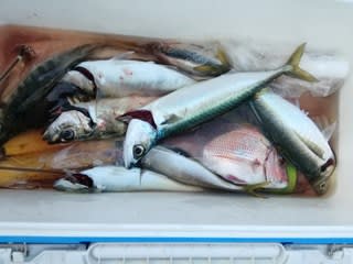 松福丸 釣果