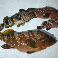 TOPGUN名古屋 釣果