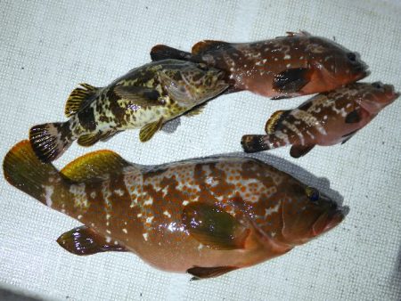 TOPGUN名古屋 釣果