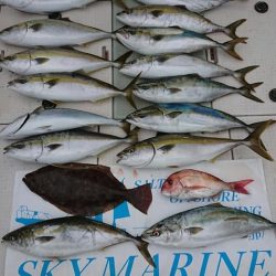 スカイマリン 釣果