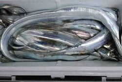 久里浜黒川本家 釣果