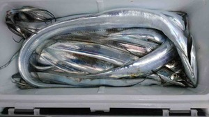 久里浜黒川本家 釣果