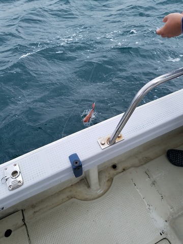 遊漁船　ニライカナイ 釣果