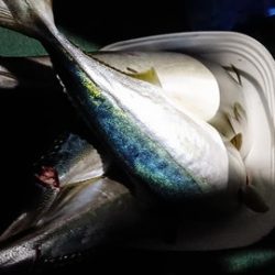 スカイマリン 釣果