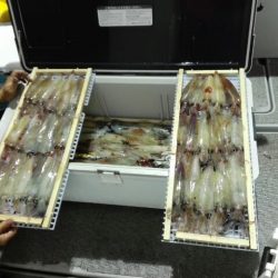 第二大福丸 釣果