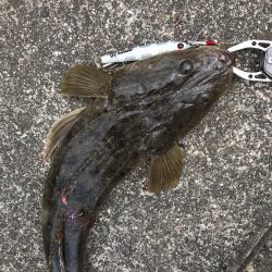 レイズはタダ巻きがいい感じ！【シャウト（Shout!）レイズ　インプレッション】