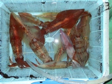 第二むつ漁丸 釣果