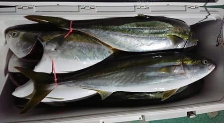 スカイマリン 釣果