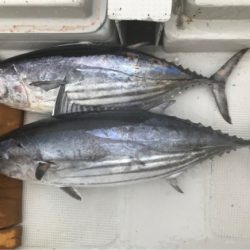 まると屋 釣果