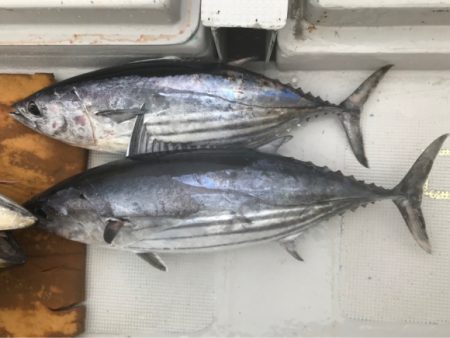 まると屋 釣果