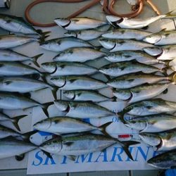 スカイマリン 釣果