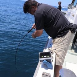 スカイマリン 釣果