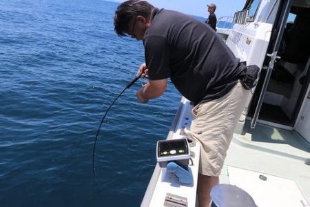 スカイマリン 釣果