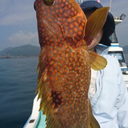 シードリーム 釣果