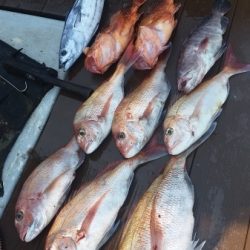 小海途 釣果