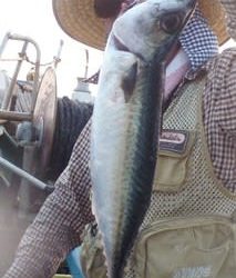 松福丸 釣果