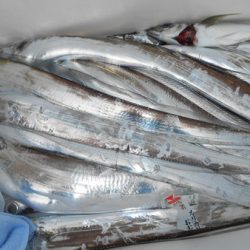 こうゆう丸 釣果