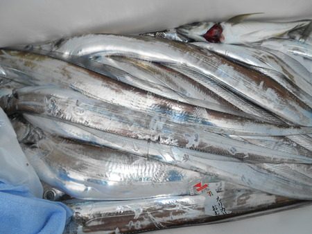 こうゆう丸 釣果