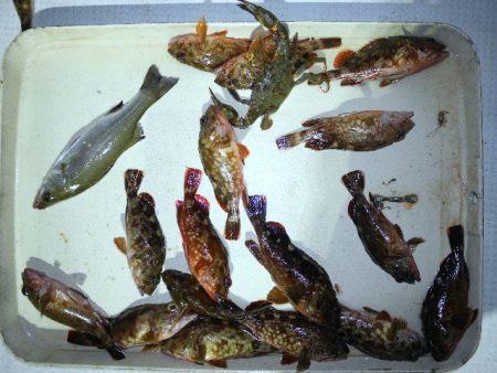 TOPGUN名古屋 釣果