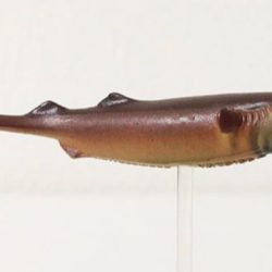 へいみつ丸 釣果