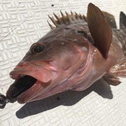 Magic（マジック） 釣果