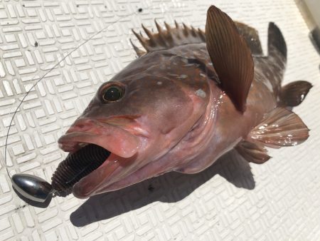 Magic（マジック） 釣果