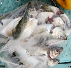 松福丸 釣果